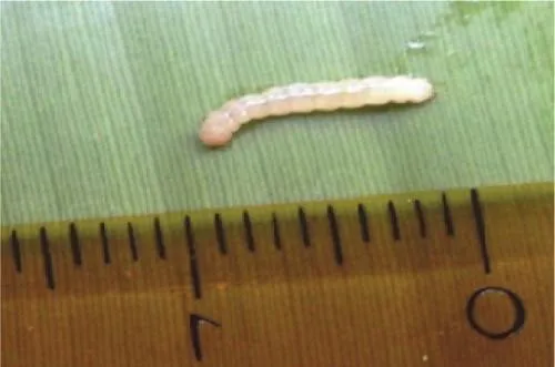 Larva C. cramerella