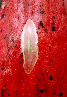 Pupa C. cramerella