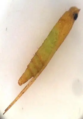Pupa C. cramerella