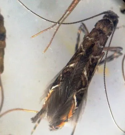 Ngengat C. cramerella