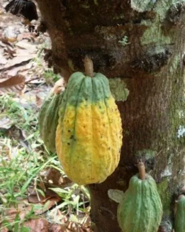 Gejala serangan PBK pada buah kakao
