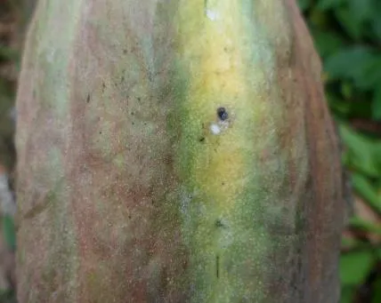 Gejala serangan PBK pada buah kakao