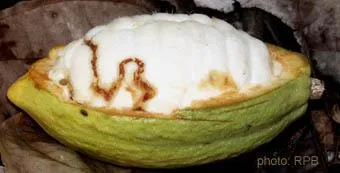 Gejala serangan PBK pada buah kakao
