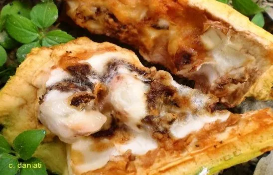 Gejala serangan berat PBK pada biji kakao