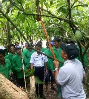 Pemangkasan pemeliharaan tanaman kakao