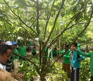 Pemangkasan pemeliharaan tanaman kakao