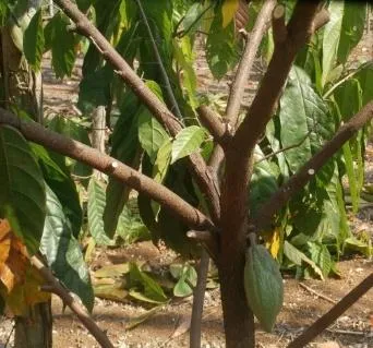 Pemangkasan pemeliharaan tanaman kakao