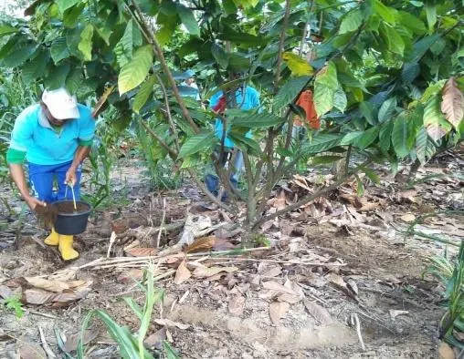 Pemupukan tanaman kakao