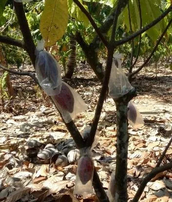 Sarungisasi pada buah kakao