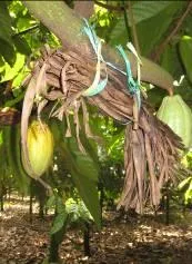 Sarang semut hitam dari lipatan daun kelapa