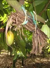 Sarang semut hitam dari lipatan daun kelapa