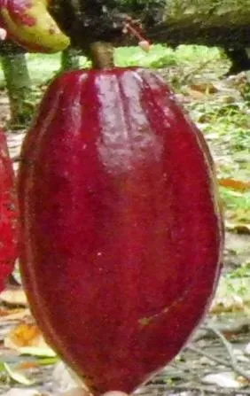 Ciri buah kakao yang toleran PBK