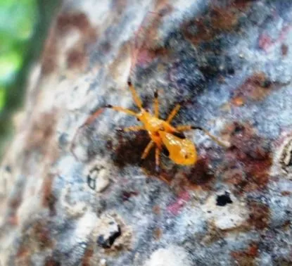 Nimfa Helopeltis sp.