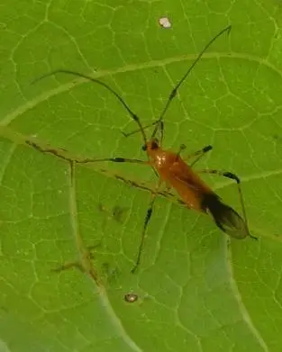 Imago Helopeltis sp.