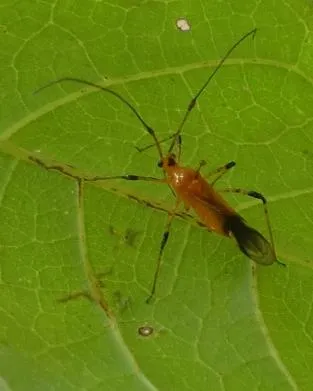 Imago Helopeltis sp.