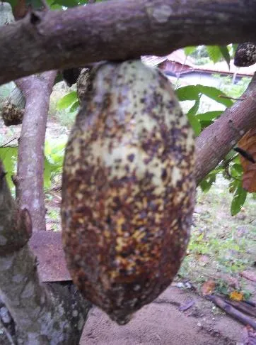 Gejala serangan Helopeltis sp. pada buah tua