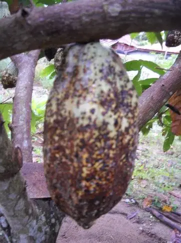 Gejala serangan Helopeltis sp. pada buah tua