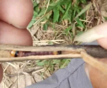 Larva penggerek cabang