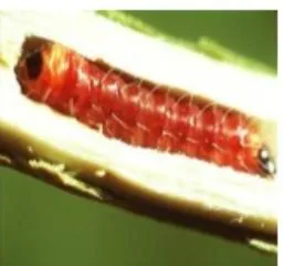 Penggerek cabang Zeuzera coffeae