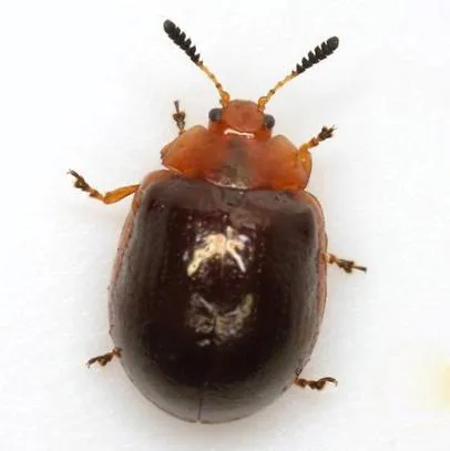 Kumbang pemakan daun Chrysolina famili Chrysomelidae