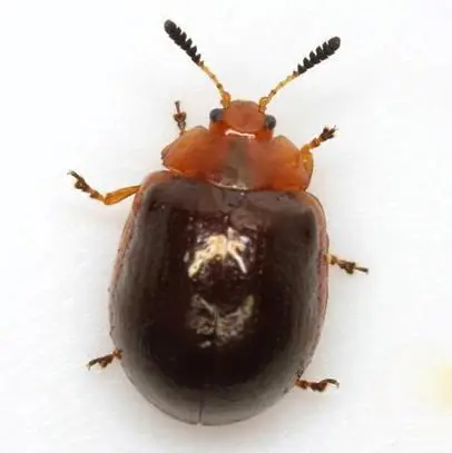 Kumbang pemakan daun Chrysolina famili Chrysomelidae