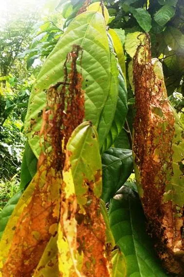 Kerusakan akibat serangan kumbang daun