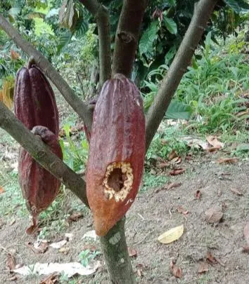 Gejala serangan tikus atau tupai pada buah kakao