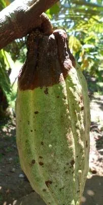 Gejala busuk buah kakao