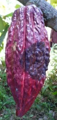 Gejala busuk buah kakao