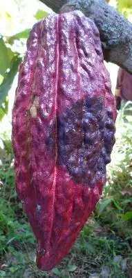 Gejala busuk buah kakao