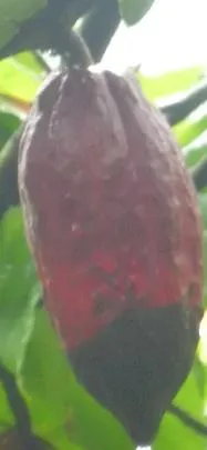 Gejala busuk buah kakao