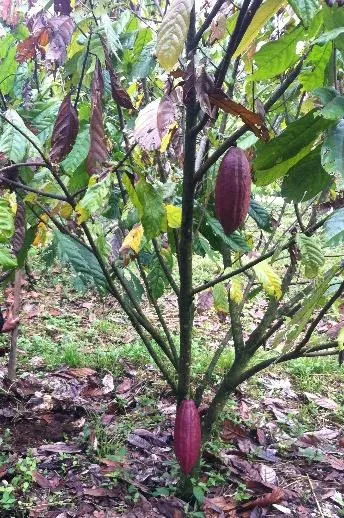 Pohon kakao terserang VSD