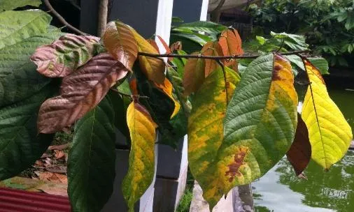 Gejala penyakit VSD pada daun