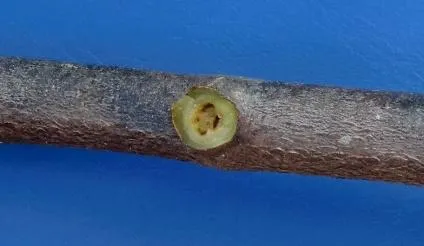 Gejala penyakit VSD pada dudukan daun di ranting