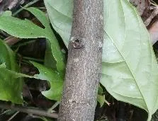 Gejala serangan VSD pada ranting