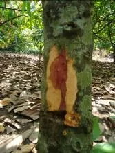 Gejala penyakit kanker batang kakao