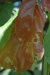 Gejala penyakit antraknosa pada daun kakao