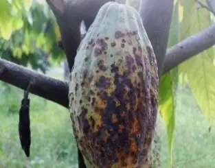 Gejala penyakit antraknosa pada kakao