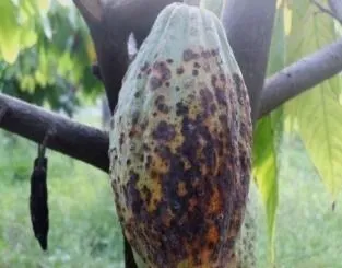 Gejala penyakit antraknosa pada kakao