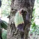 Gejala penyakit antraknosa pada kakao