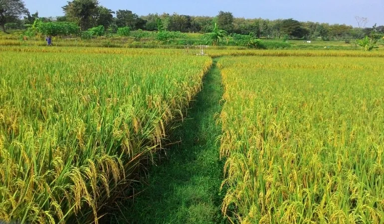 hukum gadai sawah